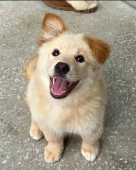Neville -  Golden Retriever Dog for Adoption in Blessing, Texas - Neville | PetCurious