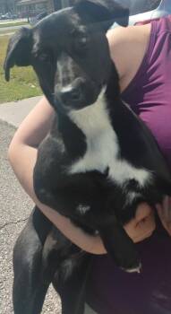 Rat Terrier and Jack Russell Terrier Dogs Available for Adoption - Bones | PetCurious