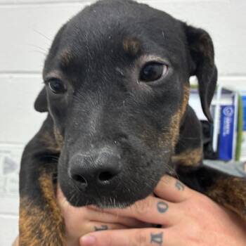 Pipsqueak -  Terrier and Mixed Breed Dog for Adoption in Corpus Christi, Texas - Pipsqueak | PetCurious