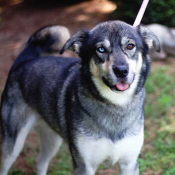 Rescue Husky and Shepherd Dogs for Adoption in Cumming, Georgia - Banks 21682 | PetCurious