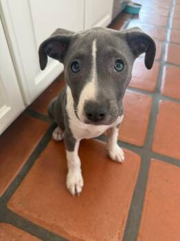 Boxer and Pit Bull Terrier Dogs Available for Adoption in Polson, Montana - Flower | PetCurious