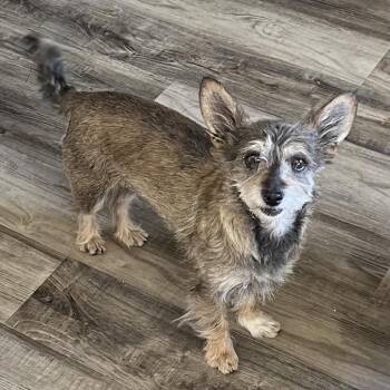 Norfolk Terrier and Schnauzer Dogs Available for Adoption in Las Vegas, Nevada - Zinnia | PetCurious