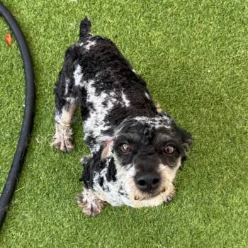 Finley 1001 -  Cocker Spaniel Dog for Adoption in Loxahatchee Groves, Florida - Finley 1001 | PetCurious