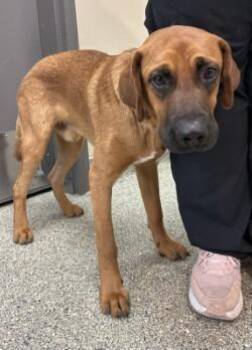 Minsue -  Hound and Mixed Breed Dog for Adoption in Kansas City, Missouri - Minsue | PetCurious