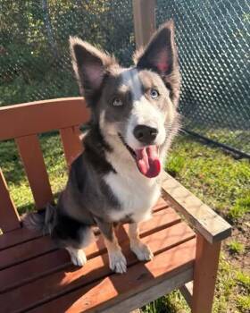 Forest Tag 1426 -  Border Collie Dog for Adoption in Central Islip, New York - Forest Tag 1426 | PetCurious