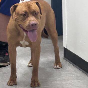 Zero -  Pit Bull Terrier Dog for Adoption in Philadelphia, Pennsylvania - Zero | PetCurious