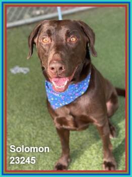 SOLOMON -  Labrador Retriever Dog for Adoption in Marietta, Georgia - SOLOMON | PetCurious