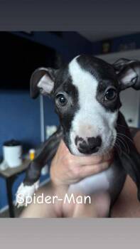 Spider-Man (Marvel 7) -  Pit Bull Terrier and Mixed Breed Dog for Adoption - Spider-Man (Marvel 7) | PetCurious