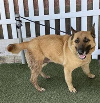 German Shepherd Dog Dogs Available for Adoption in Modesto, California - BREEZY | PetCurious