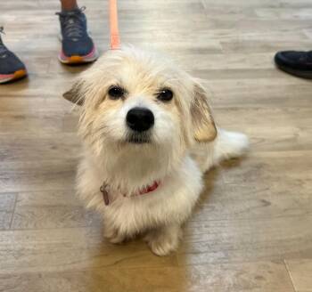 Rescue Terrier Dogs for Adoption in Shingle Springs, California - 25Helen Crump | PetCurious