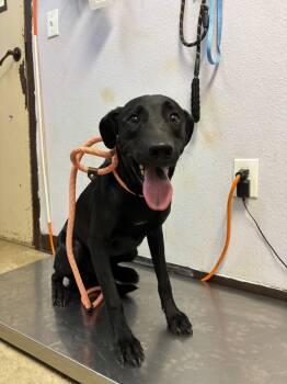 Rescue Labrador Retriever and Terrier Dogs for Adoption in New Braunfels, Texas - LG Stainless Steel French Door Refrigerator | PetCurious