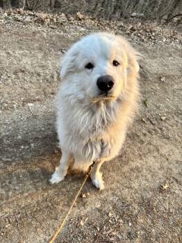 Rescue Great Pyrenees Dogs for Adoption in Holly, Michigan - Finn | PetCurious