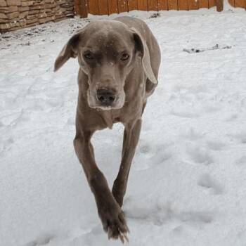 Weimaraner Dogs Available for Adoption - Sherpa | PetCurious