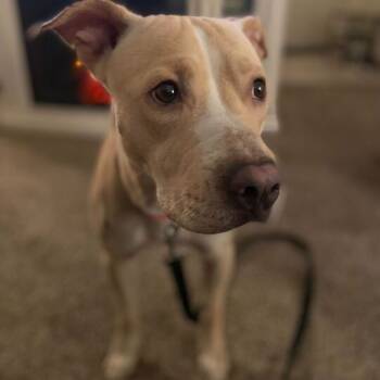 Rescue Pit Bull Terrier Dogs for Adoption in Turlock, California - Lula Belle | PetCurious