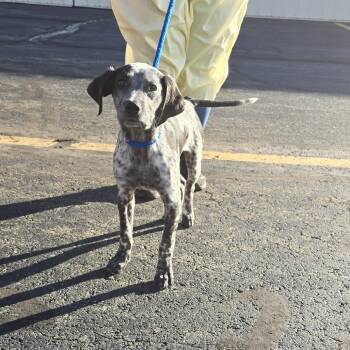 Mixed Breed Dogs Available for Adoption - Mouse | PetCurious