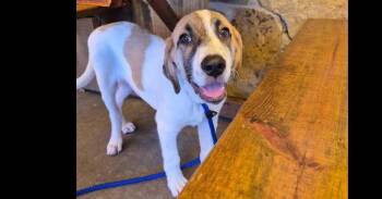 Frederick (CP) -  Great Pyrenees and Anatolian Shepherd Dog for Adoption in Dallas, Texas - Frederick (CP) | PetCurious