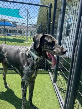 Cerbervus -  Great Dane Dog for Adoption in Houston, Texas - Cerbervus | PetCurious