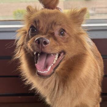 Ms. Jelly Belly Nala -  Pomeranian and Chihuahua Dog for Adoption in Ridgefield, Washington - Ms. Jelly Belly Nala | PetCurious