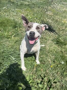 Pit Bull Terrier Dogs Available for Adoption in Evansville, Indiana - Cherry | PetCurious