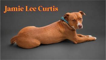 JAMIE LEE CURTIS -  Labrador Retriever Dog for Adoption in Richmond, Texas - JAMIE LEE CURTIS | PetCurious