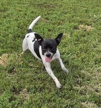 Cookie -  Rat Terrier Dog for Adoption in Terre Haute, Indiana - Cookie | PetCurious