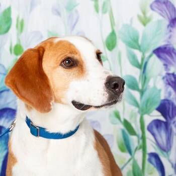 Toodle -  Mixed Breed Dog for Adoption in Fredericksburg, Virginia - Toodle | PetCurious