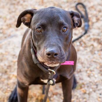 Tilly -  Labrador Retriever and Terrier Dog for Adoption in Hattiesburg, Mississippi - Tilly | PetCurious