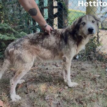 Hettito -  Husky Dog for Adoption in Little Rock, Arkansas - Hettito | PetCurious