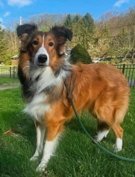Shetland Sheepdog Sheltie Dogs Available for Adoption in East Greenville, Pennsylvania - Rusty | PetCurious