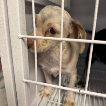 Annie -  Yorkshire Terrier and Poodle Dog for Adoption in Baton Rouge, Louisiana - Annie | PetCurious