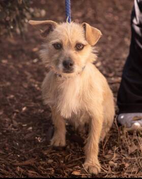 Chihuahua and Feist Dogs Available for Adoption in Southaven, Mississippi - GEORGE | PetCurious