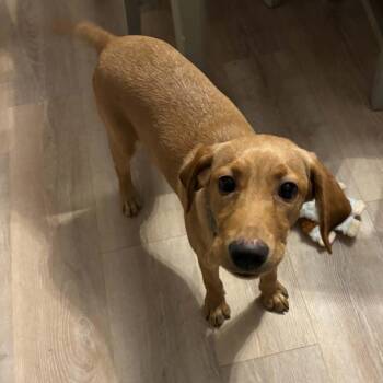 Larry -  Labrador Retriever Dog for Adoption in Hilton, New York - Larry | PetCurious