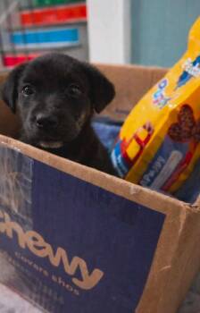 Labrador Retriever Dogs Available for Adoption in El Dorado, Arkansas - Chewy Louey | PetCurious