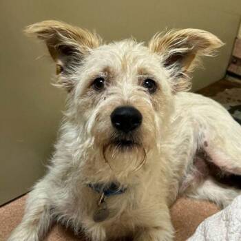 Drampa -  Terrier Dog for Adoption in Walnut Creek, California - Drampa | PetCurious