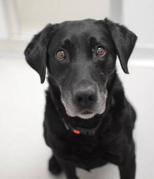 Delta -  Labrador Retriever Dog for Adoption in Pontiac, Michigan - Delta | PetCurious