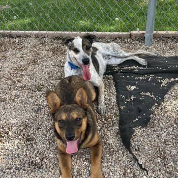 Sully -  Shepherd Dog for Adoption in South Elgin, Illinois - Sully | PetCurious