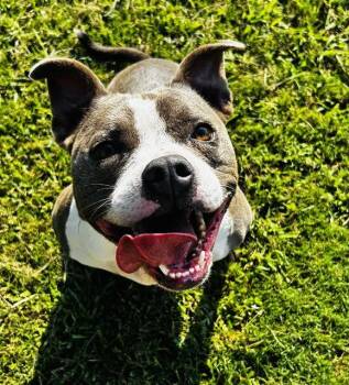LUNA -  Pit Bull Terrier and Mixed Breed Dog for Adoption in Grovetown, Georgia - LUNA | PetCurious