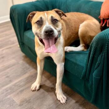 Chanel Belle Your Bestie for Life -  Pit Bull Terrier and Boxer Dog for Adoption in Friendswood, Texas - Chanel Belle Your Bestie For Life | PetCurious