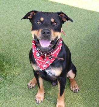 Moon River -  Mixed Breed Dog for Adoption in Athens, Georgia - Moon River | PetCurious