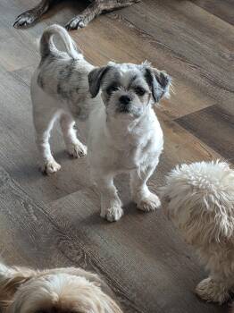 Rescue Shih Tzu Dogs for Adoption in Rockford, Illinois - Betty | PetCurious