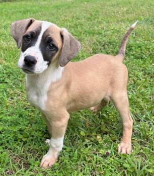 Beagle and Boxer Dogs Available for Adoption in Watertown, Connecticut - Bandit | PetCurious