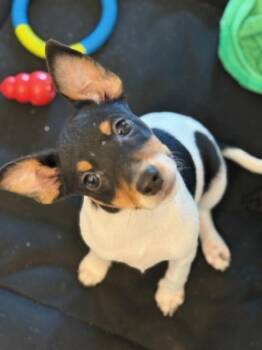 Feist and Rat Terrier Dogs Available for Adoption - Lil | PetCurious