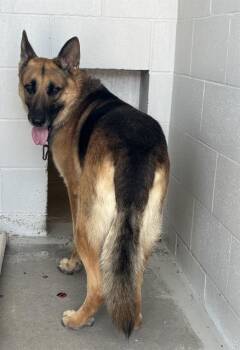 CHASE -  German Shepherd Dog Dog for Adoption in Rosenberg, Texas - CHASE | PetCurious