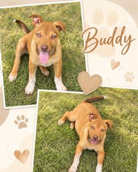 Buddy -  Shepherd Dog for Adoption in Zimmerman, Minnesota - Buddy | PetCurious