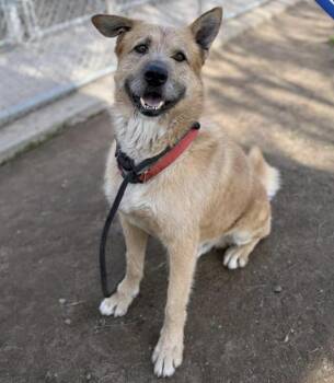 Ruff - Recent Training Graduate -  Terrier and German Shepherd Dog Dog for Adoption in Kirkland, Washington - Ruff - Recent Training Graduate | PetCurious