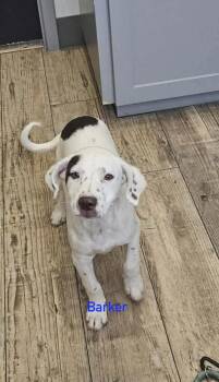 Hound Dogs Available for Adoption in Norfolk, Massachusetts - Barker | PetCurious