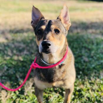 Omar (FKA Bobby P) 22468 -  Shepherd and Mixed Breed Dog for Adoption in Cumming, Georgia - Omar (FKA Bobby P) 22468 | PetCurious