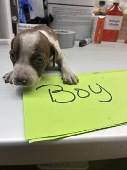 Cooper -  Pit Bull Terrier and Mixed Breed Dog for Adoption in Gainesville, Florida - Cooper | PetCurious