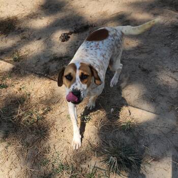 Rescue Mixed Breed Dogs for Adoption in Benson, North Carolina - Zeus | PetCurious