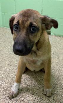Jam -  Shepherd and Mixed Breed Dog for Adoption in Park Row, Texas - Jam | PetCurious